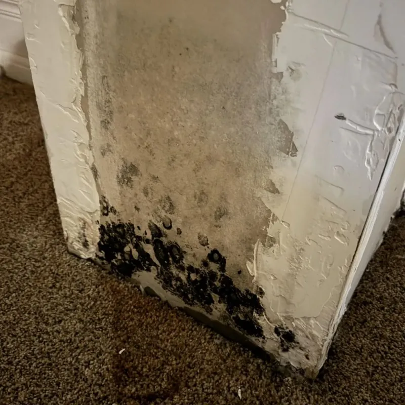 Professional Mold Removal in Wesley Chapel, NC